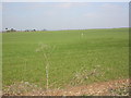 Matterley, cereal field