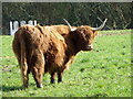 Highland cow, Organford