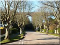 Bare Maple Trees near Brunel Viaduct, Broadsands Road