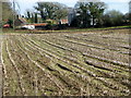 Maize stubble near Warren Farm