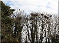 A rookery above the Aughnahoory Road