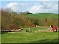 Meadow near Tolpuddle