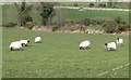 Mourne Blackface Sheep  beside the Aughnahoory Road