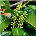 Laurel flowers, Belfast