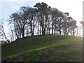 Crowning copse Mount Farm