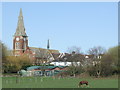 Grazing in Norman Park, Bromley