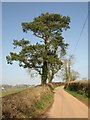 Lane-side pine near Southwood