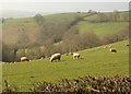 Sheep near Southwood