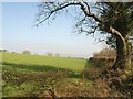 Field near Hill Top Farm