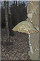 Bracket Fungus on Silver Birch