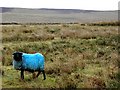 D2504 : Blue sheep by Kenneth  Allen