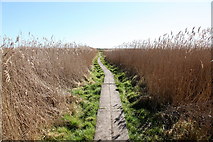 TM4974 : Footpath across the marsh by Rob Noble