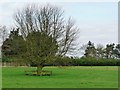 A protected tree near Woodside Farm