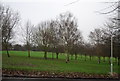 Trees, Purley Way Playing Fields