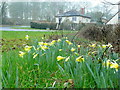 Wild daffodils near Linton Wood