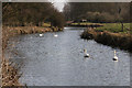 Swans on the Kennet