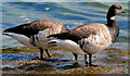 Geese, Belfast Lough