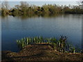 Shepperton gravel pits