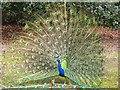 TQ1876 : Peacock in Kew Gardens by Stephen Craven