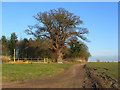 Track, farmland and copse, Newington