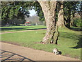 Squirrel at Alexandra Park