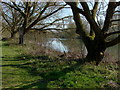 The Thames, Laleham