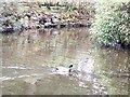 A drake mallard on the pool in Johnston Gardens