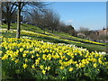 Daffodils in Fort Pit Gardens (2)