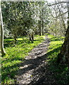 Bridleway towards Ampfield Wood