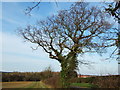 TF7035 : Tree on Sedgeford Road, Norfolk by Richard Humphrey