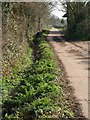 Plymtree Footpath 8