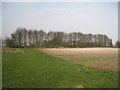 Plantation near Grove Wold Farm