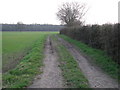 Bridleway towards Ings Wood