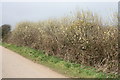 Goat Willow beside the road