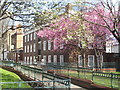 Daventry Street, Marylebone, with cherry blossom