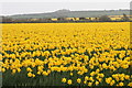 View across daffodils to Crowan Beacon