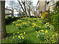 Daffodils, Freeling House