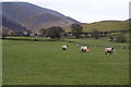 New-born lambs near Barkbeth