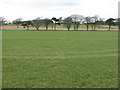 NS9143 : Fields at Huntlyhill by M J Richardson