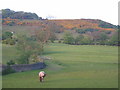 Gorsey hillside, Higher Fence, Macclesfield