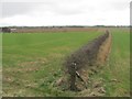 Arable land, Foulden