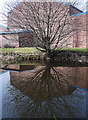 SD8804 : Rochdale Canal, Middleton Junction by michael ely