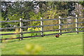 Teignbridge : Pheasant in a garden