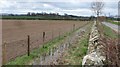 Newly planted hedge