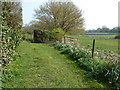 Daffodils by footpath waymarker