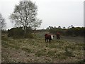 Higher Row, cattle