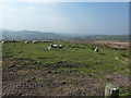 Sheep grazing, Ludworth Moor