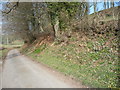 Spring flowers in the lane