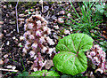 Butterbur flower