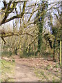 Footpath to Snape Common